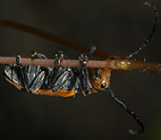 Beetle